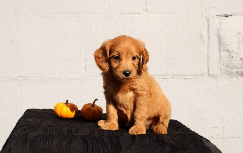 puppy, for, sale, Mini Goldendoodle F1, Matthew B. Stoltzfus, dog, breeder, Gap, PA, dog-breeder, puppy-for-sale, forsale, nearby, find, puppyfind, locator, puppylocator, aca